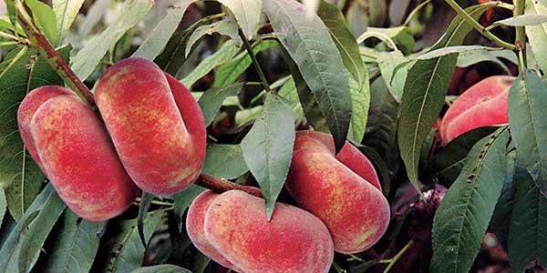 Персик інжировий   корисні властивості, основні сорти, вирощування