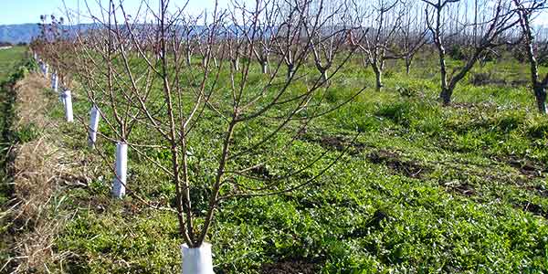 Персик інжировий   корисні властивості, основні сорти, вирощування