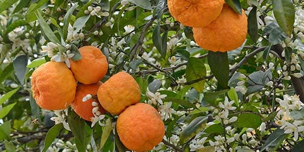 Помаранча цитрус що це таке, склад і лікувальні властивості плоду