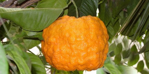 Помаранча цитрус що це таке, склад і лікувальні властивості плоду