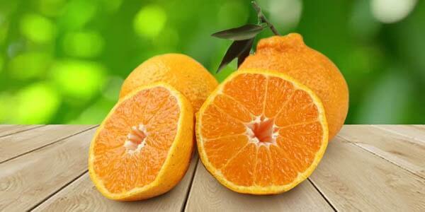 Різновиди цитрусових фруктів: список і опис