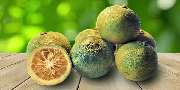 Різновиди цитрусових фруктів: список і опис