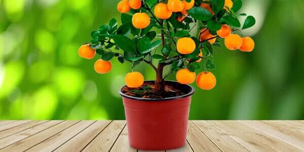 Різновиди цитрусових фруктів: список і опис