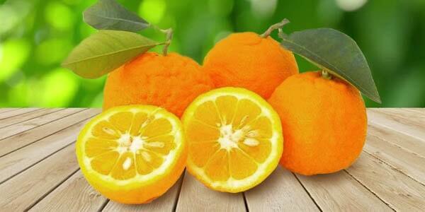 Різновиди цитрусових фруктів: список і опис
