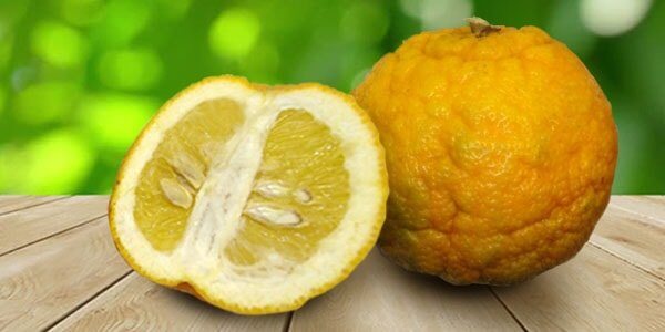 Різновиди цитрусових фруктів: список і опис