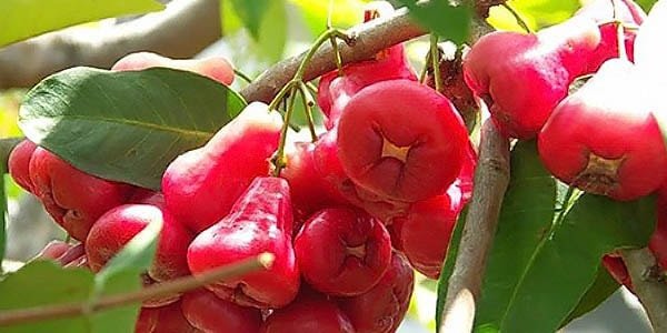 Рожеве яблуко (чомпу) корисні властивості, калорійність, де росте