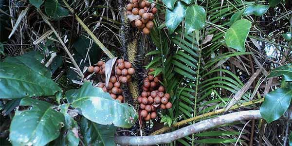 Салак екзотичний зміїний фрукт корисні властивості і шкоду