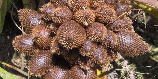 Салак екзотичний зміїний фрукт корисні властивості і шкоду