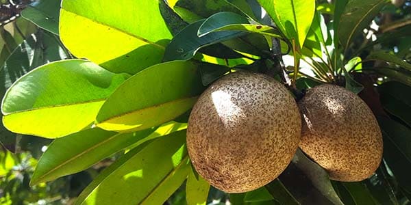 Саподілла (ламут) екзотичний фрукт, смак, користь, склад