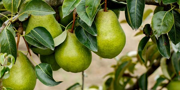 Сорт груші Просто Марія, опис, гідності, особливості догляду