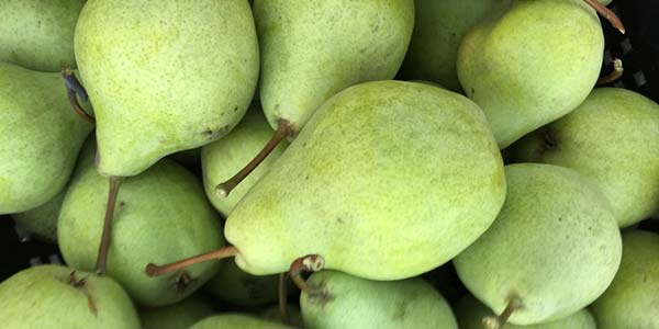 Сорт груші Просто Марія, опис, гідності, особливості догляду