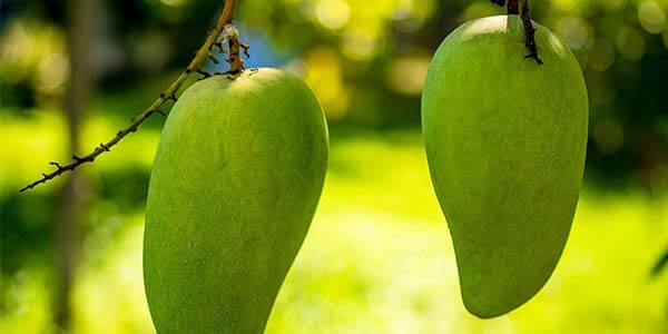 Манго тайське, найпоширеніші сорти, короткий опис