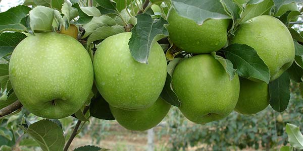 Яблука Гренні Сміт опис сорту, корисні властивості