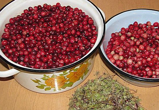 Вино з журавлини: найкращі рецепти приготування журавлинного алкогольного напою в домашніх умовах, що робити якщо ягода забродила