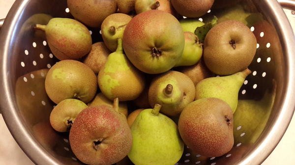 Вино з груш в домашніх умовах простий рецепт: як зробити грушевий слабоалкогольний напій класичним способом і з додаванням яблук