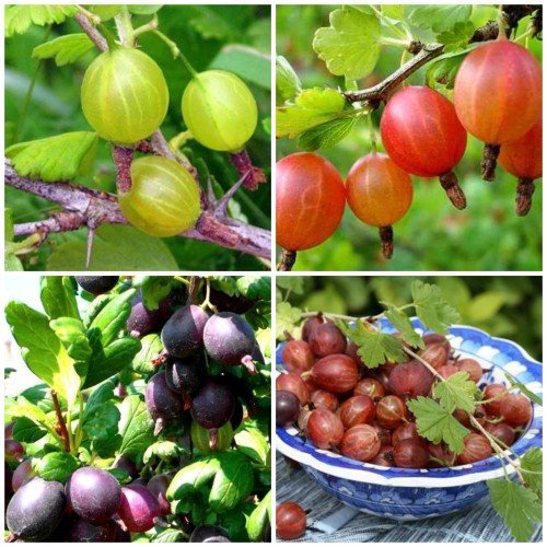 Вино з агрусу в домашніх умовах простий рецепт: найкращі способи приготування   класичний, зеленої, червоної, чорної ягоди