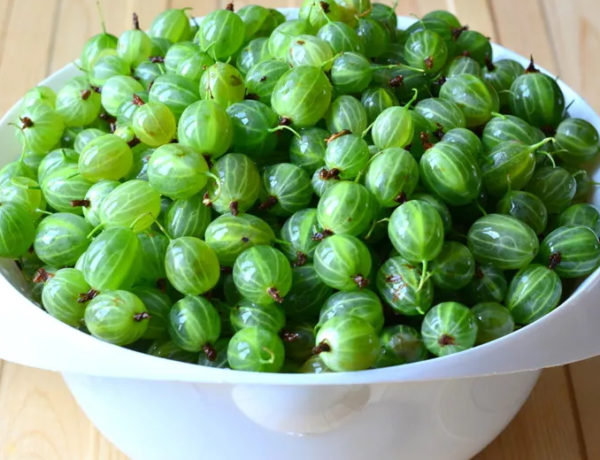 Вино з агрусу в домашніх умовах простий рецепт: найкращі способи приготування   класичний, зеленої, червоної, чорної ягоди