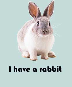 Вірші про тварин для дітей на англійській мові Вірші про тварин для дітей на англійській мові