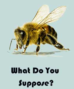 Вірші про тварин для дітей на англійській мові Вірші про тварин для дітей на англійській мові