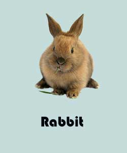 Вірші про тварин для дітей на англійській мові Вірші про тварин для дітей на англійській мові