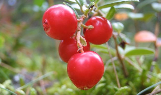 Журавлина: користь для здоровя, використання і покрокові рецепти