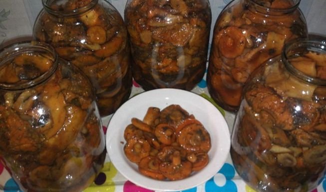 Засолювання грибів на зиму – 5 рецептів приготування гарячим і холодним способом