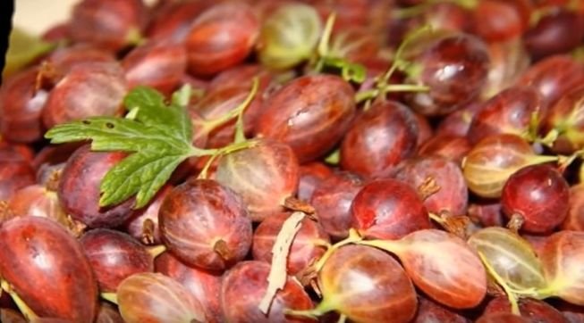 Неймовірно смачне варення з аґрусу 6 рецептів від класики до ексклюзиву