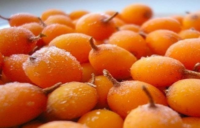 Обліпиха — заготівля на зиму корисної і смачної ягоди