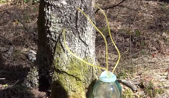 Як збирати, законсервувати і зберігати березовий сік у домашніх умовах Як збирати, законсервувати і зберігати березовий сік у домашніх умовах