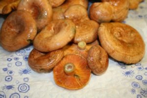 Рецепт рижиков в сметані