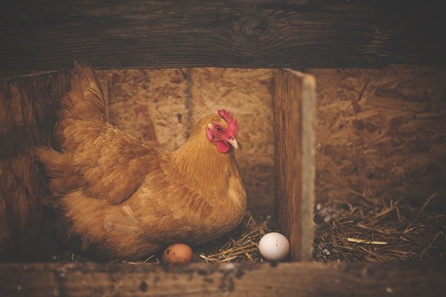 Змови для того, щоб кури неслися щодня і добре