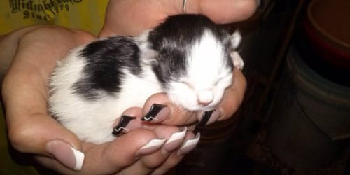 Сон годувати кошенят: до чого сниться і повне тлумачення