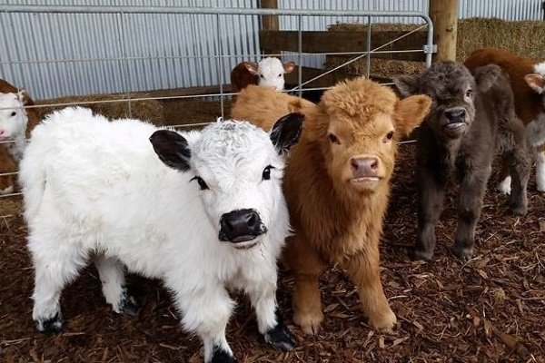 Корови породи хайленд: опис, фото, особливості змісту, достоїнства і недоліки Корови породи хайленд: опис, фото, особливості змісту, достоїнства і недоліки
