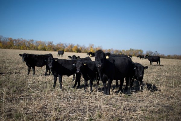Абердин ангуська порода корів: характеристика, продуктивність, утримання, розведення