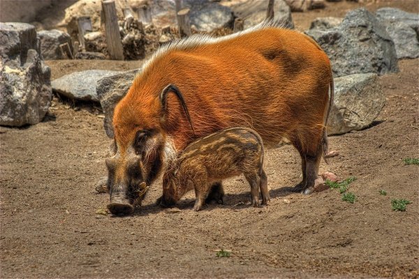 Африканська кистеухая свиня: опис породи, особливості існування в дикій природі Африканська кистеухая свиня: опис породи, особливості існування в дикій природі