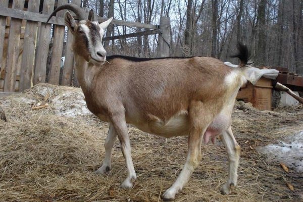 Альпійські кози: опис породи, фото, особливості утримання і розведення