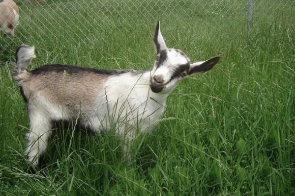 Альпійські кози: опис породи, фото, особливості утримання і розведення