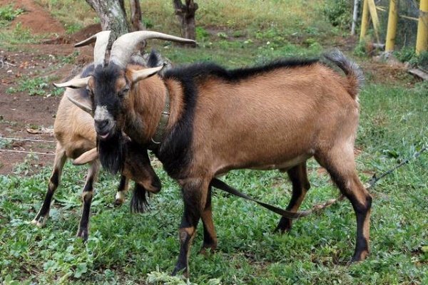 Альпійські кози: опис породи, фото, особливості утримання і розведення