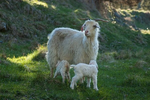Ангорська коза: опис породи, фото, переваги і недоліки розведення, відгуки Ангорська коза: опис породи, фото, переваги і недоліки розведення, відгуки
