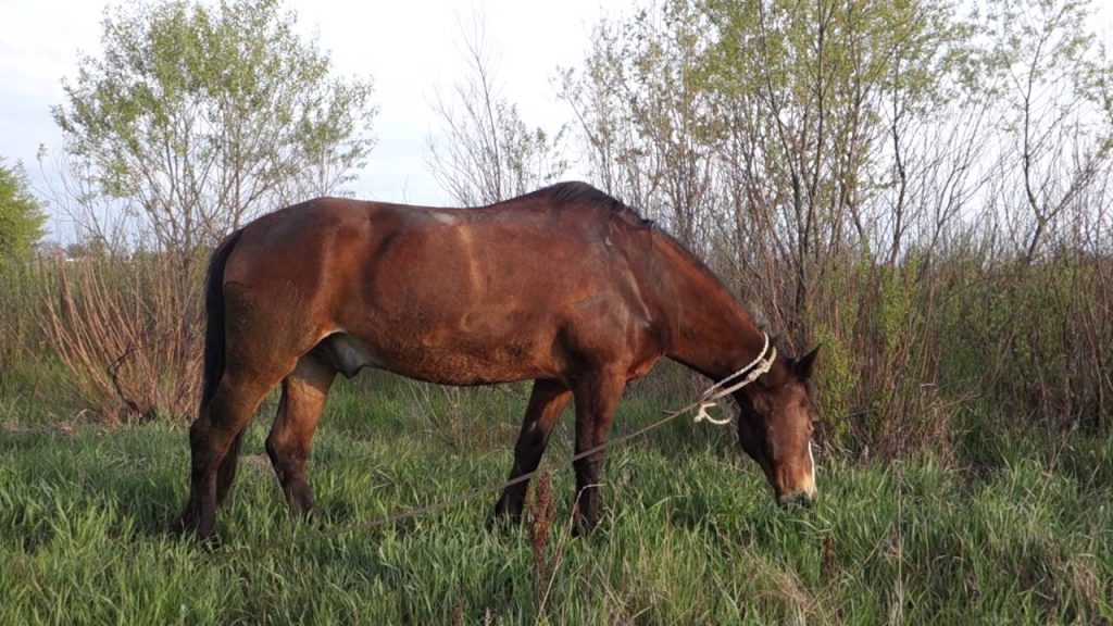 Як визначається вік у коня: скільки живуть коні, вік коня по зубах