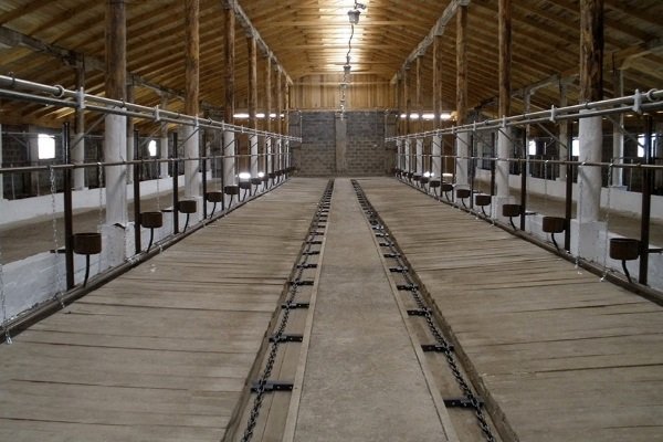 Бельгійська блакитна корова: опис з фото, походження, продуктивність, утримання, догляд та розведення