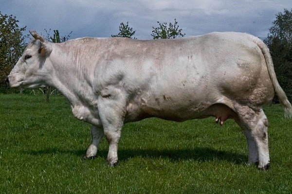 Бельгійська блакитна корова: опис з фото, походження, продуктивність, утримання, догляд та розведення