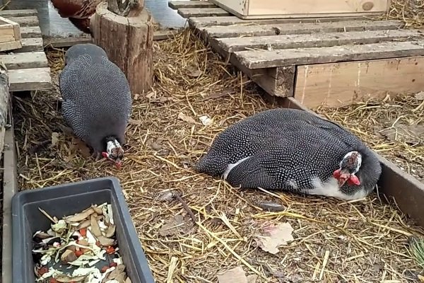 Хвороби цесарок та їх лікування: причини і симптоми захворювань