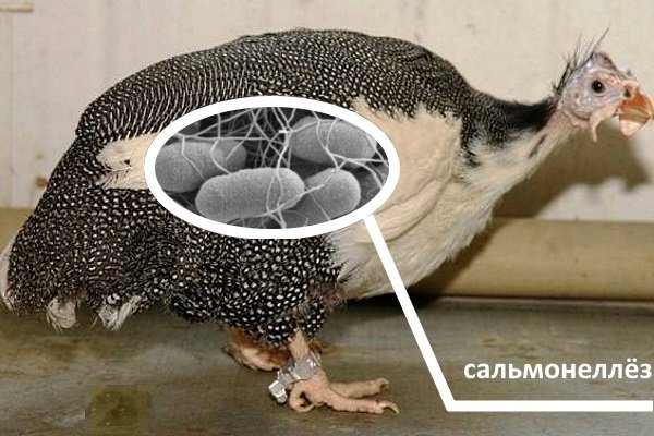 Хвороби цесарок та їх лікування: причини і симптоми захворювань