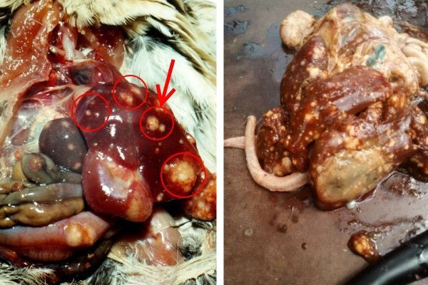 Хвороби індиків: симптоми, лікування та профілактика