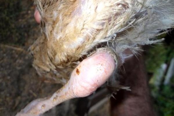 Хвороби індиків: симптоми, лікування та профілактика