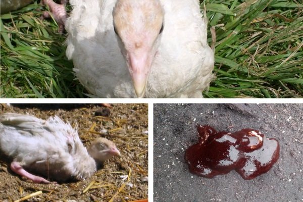 Хвороби індиків: симптоми, лікування та профілактика