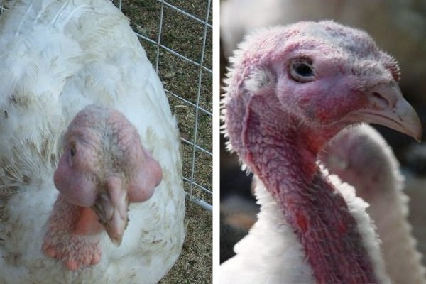 Хвороби індиків: симптоми, лікування та профілактика