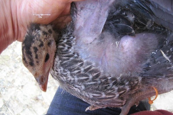 Хвороби індиків: симптоми, лікування та профілактика