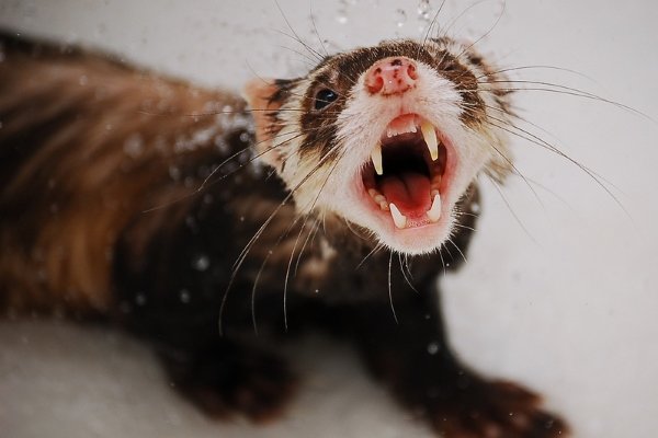 Хвороби тхорів: симптоми, лікування, профілактика